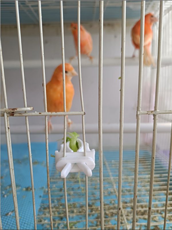 Cute Small Pet Bird Food Holder Parrot Fruits Vegetables Clip Cuttlefish Bone Feeder Device Clamp Bird Cage Accessories Oiseaux - Image 14