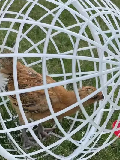 Plastic Ball Cage For Chickens 3 Pieces Spherical Pet Safety Cage Movable Chicken Cage Ball-Shaped Chicken Hamster Cages