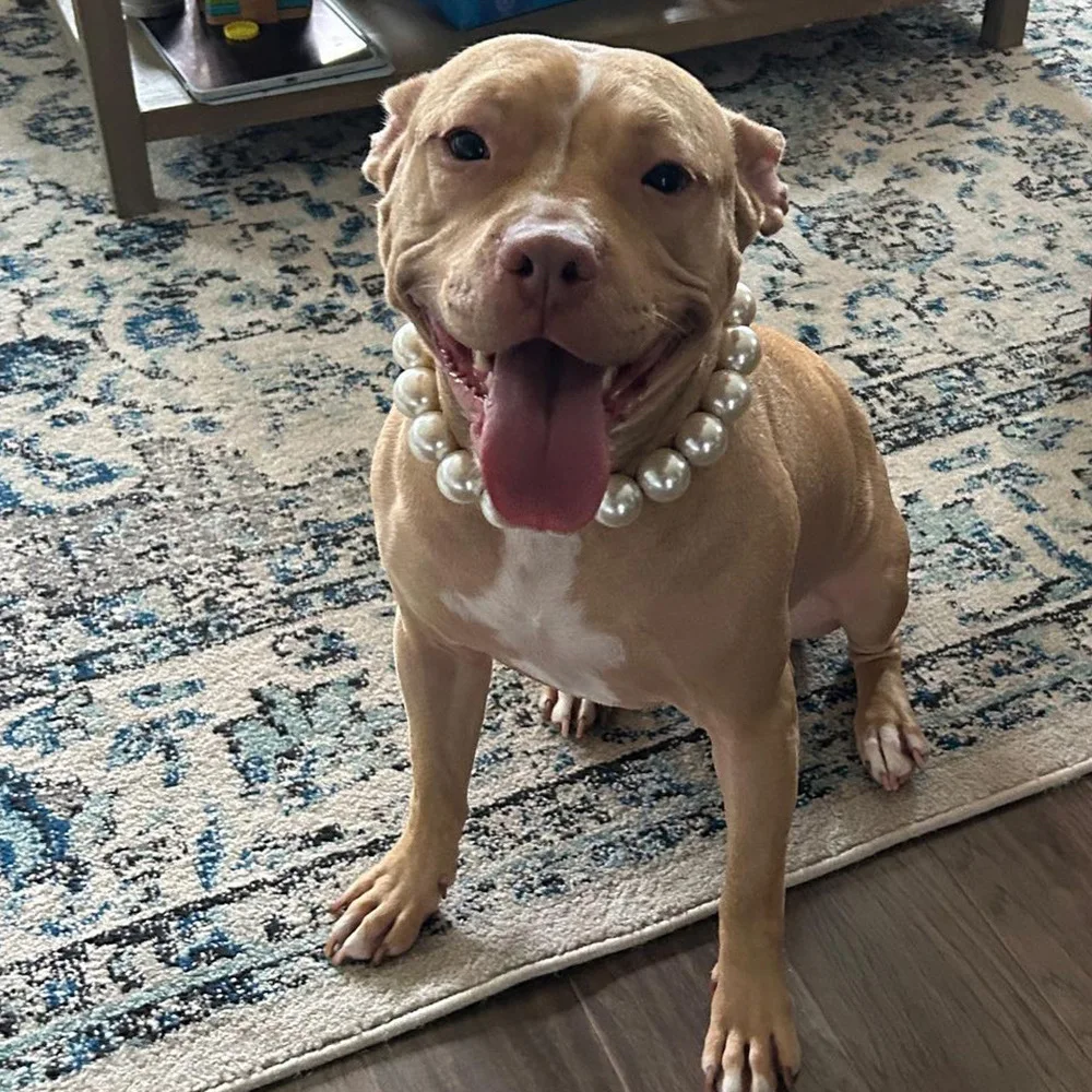 Dog Pearl Collars for Large Dogs Cats Pet Necklace Jewelry Chihuahua Yorkie Girl Clothing Dress Costume Accessories Wire Rope - Image 11