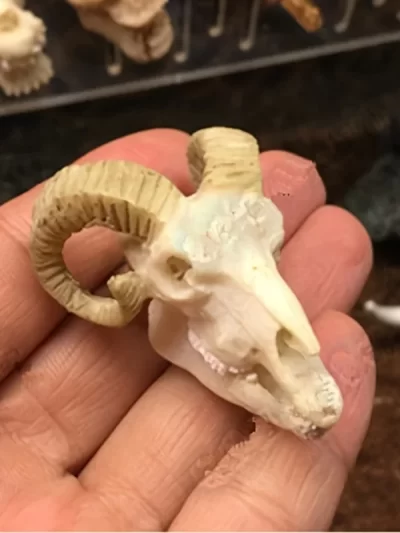 Aquariums Decorated with Aquatic Plants Dinosaurs Crocodiles Sheep Resin Skulls Rhinoceros Ape-man Decoration