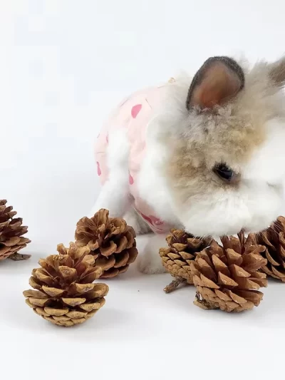 2PCS Pet Molars Pine Cones Bunny Gnawing Supplies Hamsters Chinchilla Molars Training Snacks Plant Balls Toys Rabbit Accessories