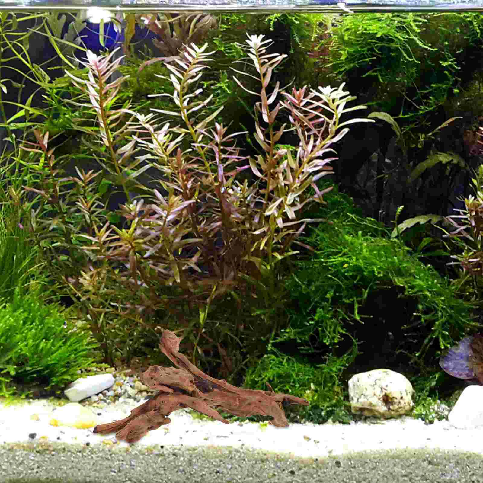 20 25cm Natural Aquarium Sunken Wood Fish Tank Decorations Craft Underwater Log For Climbing Fish Tank Supplies - Image 5