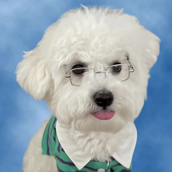 INS Dog Cat Pet Box Glasses Toy Sunglasses Paired with Jewelry Photography Puppy Accessories Dogs Sunglasses Dog Stuff - Image 5