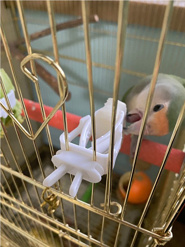 Cute Small Pet Bird Food Holder Parrot Fruits Vegetables Clip Cuttlefish Bone Feeder Device Clamp Bird Cage Accessories Oiseaux - Image 16