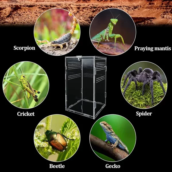 Reptile Habitat Terrarium Breeding Box Acrylic Transparent Insect Spider Lizard Scorpion Feeding Case Reptile Accessories - Image 5