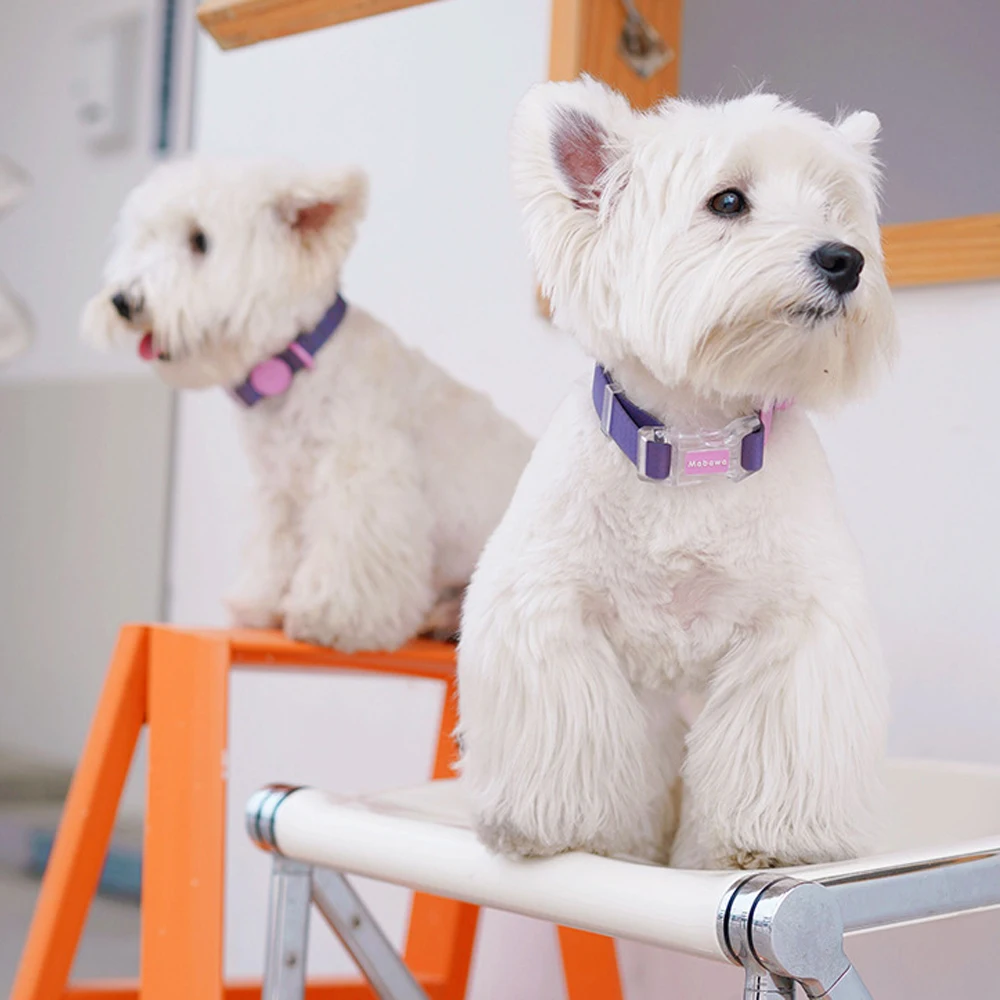 Colorful Pet Collar Waterproof Cat Dog Collars For Small Medium Dogs Fadou Teddy Corgi - Image 14