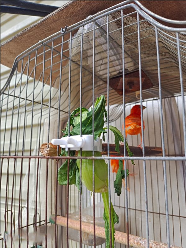 Cute Small Pet Bird Food Holder Parrot Fruits Vegetables Clip Cuttlefish Bone Feeder Device Clamp Bird Cage Accessories Oiseaux - Image 19
