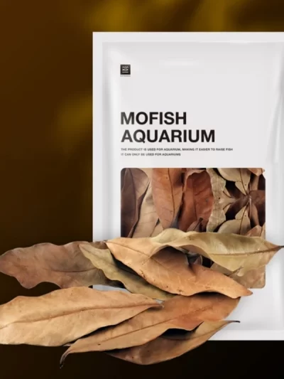 Large Dimocarpus Longan Leaves for Fish Tanks Aquarium- Long Dried Leaf