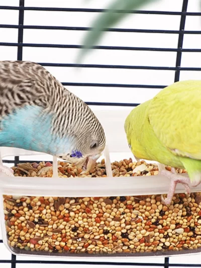 Parrot Feeder Drinker Bird Supplies Bird Cage Parrot Birds Water Hanging Bowl Feeder Box Pet Cage Plastic Food Container