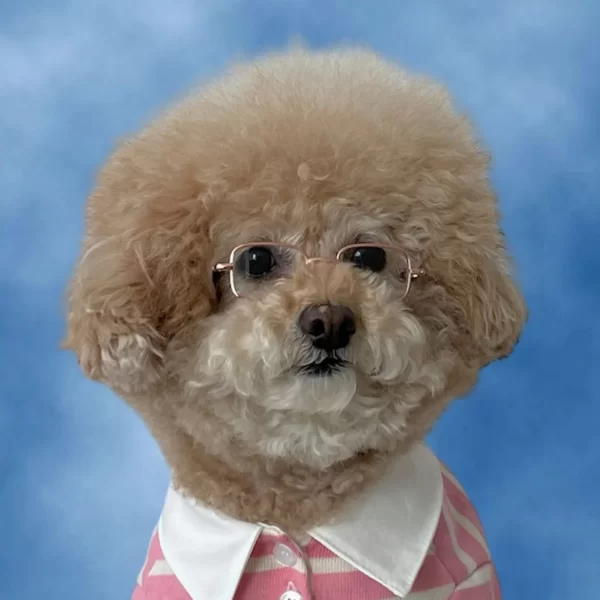 INS Dog Cat Pet Box Glasses Toy Sunglasses Paired with Jewelry Photography Puppy Accessories Dogs Sunglasses Dog Stuff - Image 8