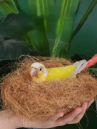 1 Pack Coconut Fiber Bird House Natural Nesting Material for Birds Doves Canaries Finches Budgies Parakeets Bird Cage Decoration