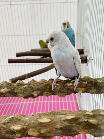 10/15/20cm Birds Accessories Equipment for Parrots Supplies Pet Raw Wood Tree Branch Stand Rack Perches Chew Bite Toys Stick
