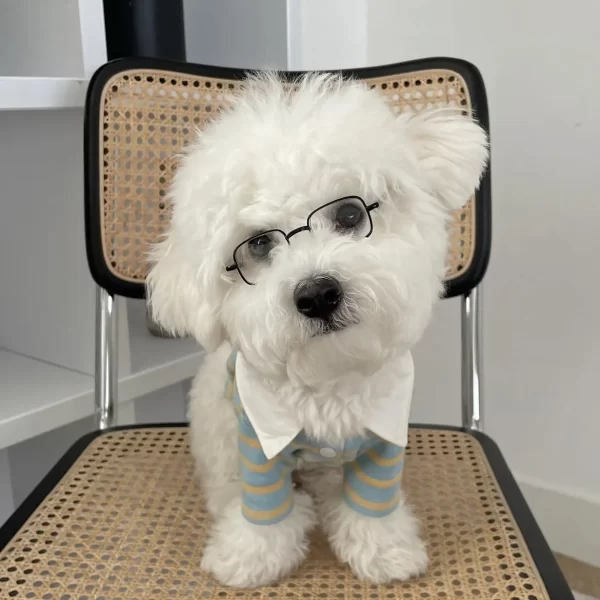 INS Dog Cat Pet Box Glasses Toy Sunglasses Paired with Jewelry Photography Puppy Accessories Dogs Sunglasses Dog Stuff - Image 6