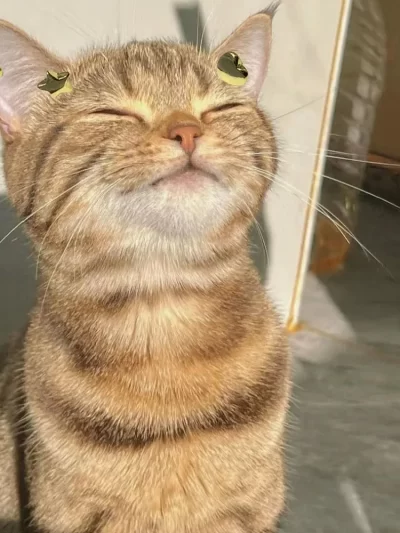 Cat accessories jewelry temperament cute spicy girl style earrings, women's accessories collection holiday gifts