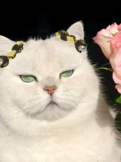 Cat Accessories Versatile Jewelry Personalized Girl Heart Earrings Women's Accessories Decoration Romantic Gifts