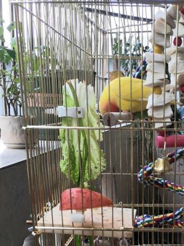 Cute Small Pet Bird Food Holder Parrot Fruits Vegetables Clip Cuttlefish Bone Feeder Device Clamp Bird Cage Accessories Oiseaux - Image 13