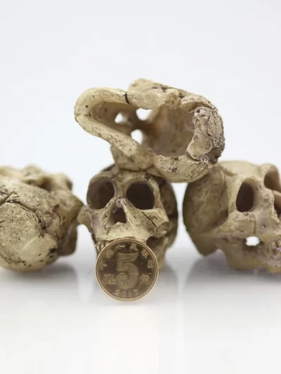 Simulation Statue Landscape Ornament Reptile Cave Artifical Rhino Sheepshead Resin Skull Aquarium Terrarium Decoration Fish Tank