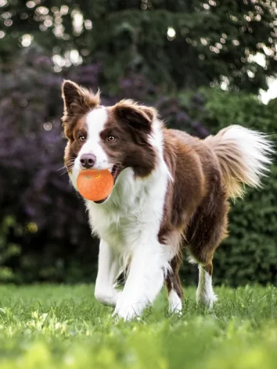 Electric Pet Smart Rolling Ball Dog Toy USB Charging Bite-resistant Cat Dog Toy 2 Modes Switching Training Ball Interactive Toys