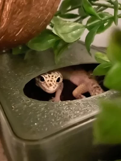 Reptile Humid Dig Box Enclosure Decor Reptile Tank Enrichment Decoration Snake Crested Gecko Leopard Gecko Lizard Cave