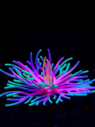 Aquarium Scenery Sea Water Tank Fish Tank Decoration Silicone Simulation Sea Anemone Green blue pink