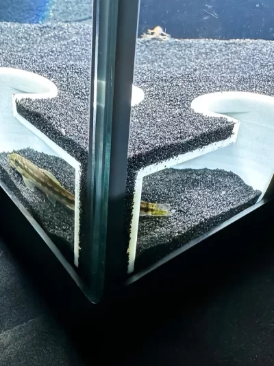 Aquarium Double Hole Cave Underground Viewing Hidden Lobster, Fish and Other Aquatic Animals Hiding Place Fish Tank Decoration
