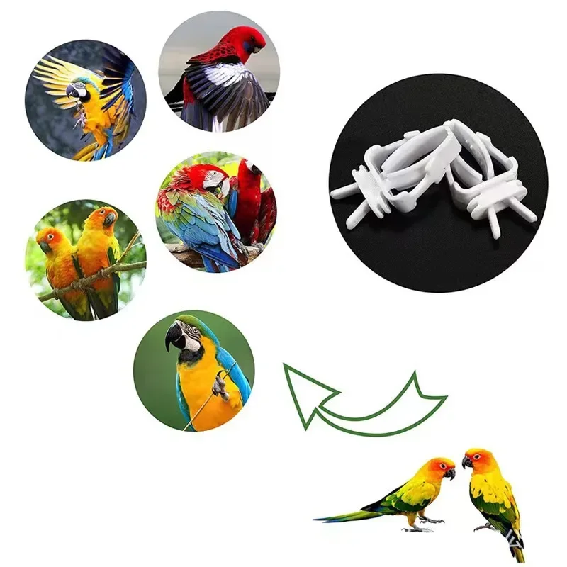 3/6pcs Birds Food Holder Pet Parrot Feeding Fruit Vegtable Clip Cuttlefish Bone Feeder Device Pin Clamp Bird Cage Accessories - Image 14