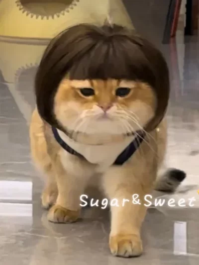 Dog Wig Funny Pet Wig Headgear Cat Dog Funny Hair Accessories Bangs Braids Exploding Heads Cosplay