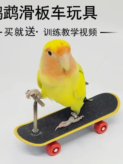 Parrot Mini Scooter Birds Swing Training Skateboard Pet Interactive Toys Claw Grinding Toy Bird Supplies Accessories