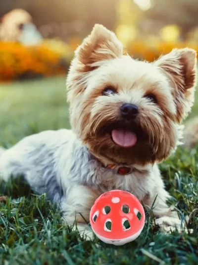 10Pcs Cat Toys Interactive Sisal Balls with Feather Small Mouse Toy Cat Supplies Wholesale Random Color Pet Supplies 고양이 자동