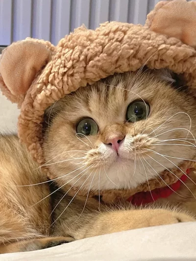 Cat Adorable Costume Hat with Ears Funny Mane Cat Hat for Pets and Small Dogs Kitten Puppy Party Costume Accessory Headwear