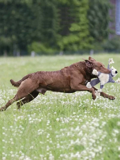 Dogs Benepaw Durable Stuffless Plush Dog Chew Toys Puppy Pet Toys Interactive for Small Medium Large Dog Rope Knots Squeaky