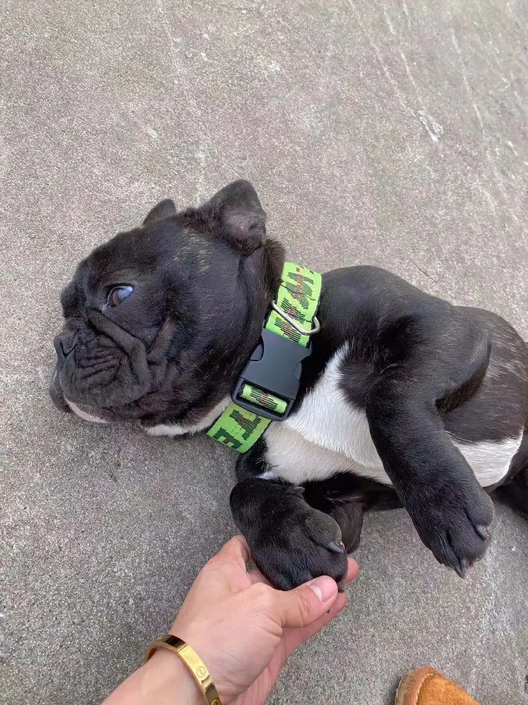 Nylon leash, used for pet dog rope, popular and fashionable pet leash, used for pet products of medium-sized dogs and large dogs - Image 5