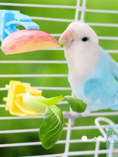 HUA 2/4Pcs Pet Bird Food Holder Parrot Fruits Vegetables Clip Bracket Cuttlefish Bone Feeder Device Clamp Bird Cage Accessories