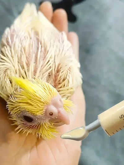 4pcs-Bird feeding syringe, for young birds, bird feeding aid tool, artificial bird feeder