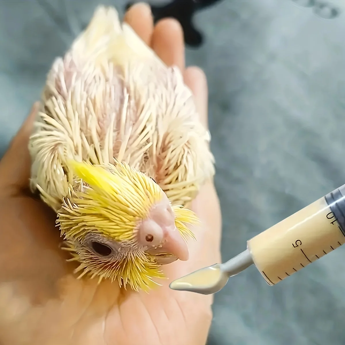 4pcs-Bird feeding syringe, for young birds, bird feeding aid tool, artificial bird feeder