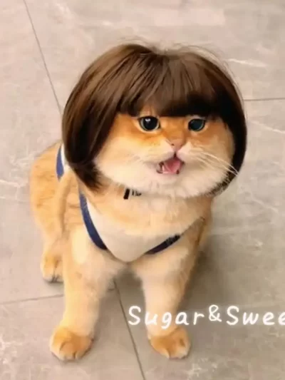 Cat Wig Accessories Dog Headdress Funny Costume Puppy Cosplay Dress Up Cute Pet Wig Cosplay Funny Props Head Accessories