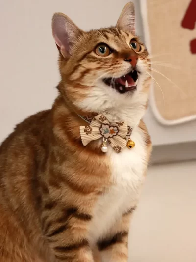 Safe Cat Collar with Bell, Bow Tie, Breakaway Safety Clasp Pet Accessories Lace Kitten Necklace for Cats Puppy Small Dogs