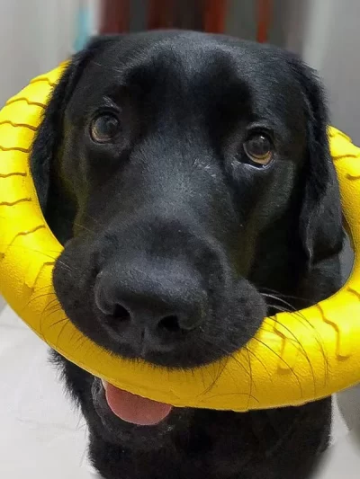 Dog Ring Toys Indestructible Chewing Flying Floating Training Tools Fetch for Small Medium Large Dogs Throwing Catching Flying