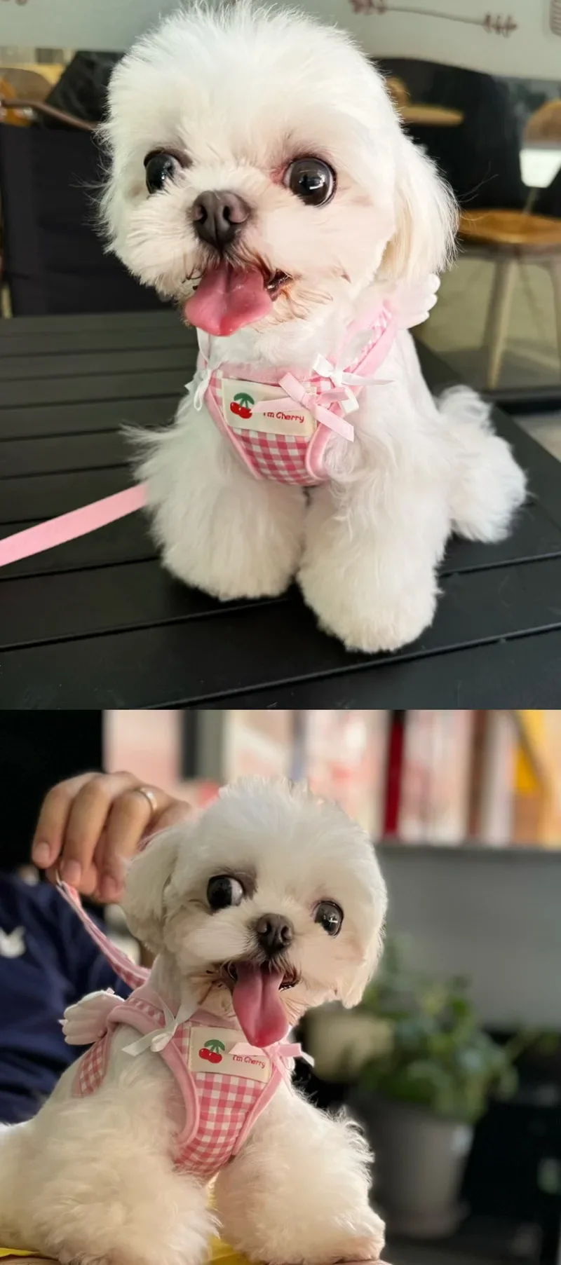 Cat Collars Pet Teddy Vs Panda Mimi Dog Walking Leash Chain and Small Puppy Outing Chest Strap Cute Chest Vest Cat Supplies - Image 14