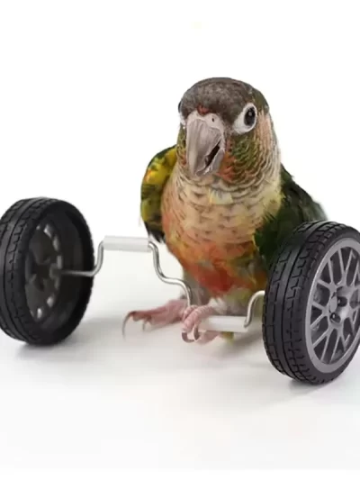Parrot Toys Bored Balance Car Small and Medium Bird Supplies Pulley Skateboard Skills Training Props Xuanfeng Bird Toys