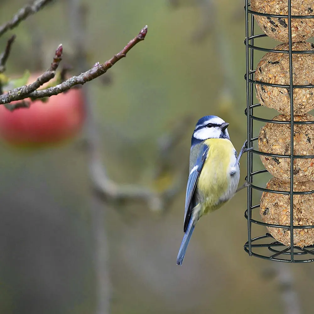 3PCS Wild Bird Feeder House Transparent Hanging Bird FeederGarden Patio Yard Feeding Station Pet Bird Supplies Seed Dispenser - Image 5