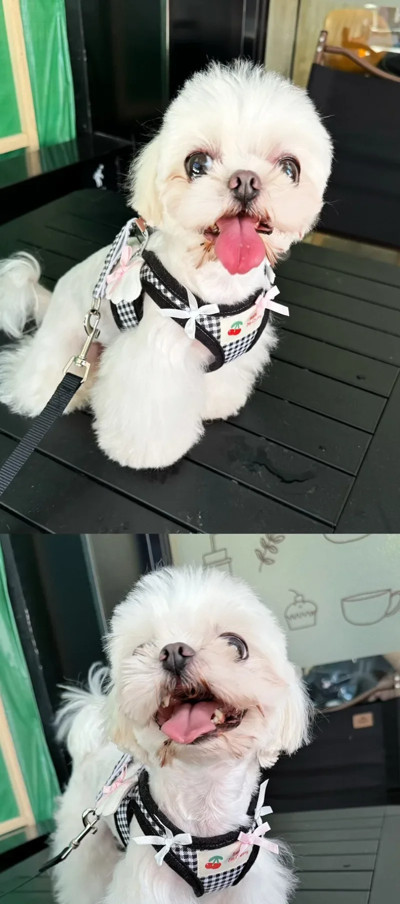 Cat Collars Pet Teddy Vs Panda Mimi Dog Walking Leash Chain and Small Puppy Outing Chest Strap Cute Chest Vest Cat Supplies - Image 10