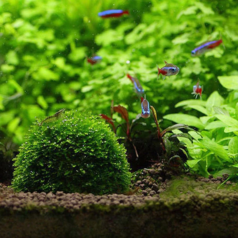 Aquatic Pet Supplies Decorations Aquarium Moss Ball Live Plants Filter Pet Decor - Image 9