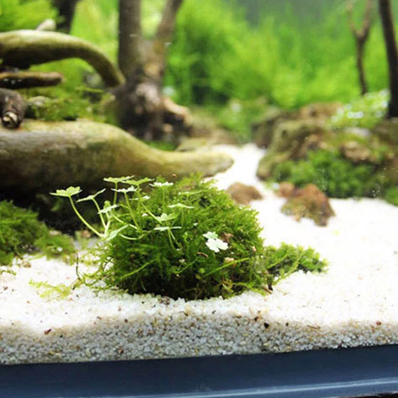 Aquatic Pet Supplies Decorations Aquarium Moss Ball Live Plants Filter Pet Decor - Image 8