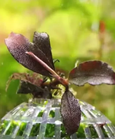 Aquatic Pet Supplies Decorations Aquarium Moss Ball Live Plants Filter Pet Decor