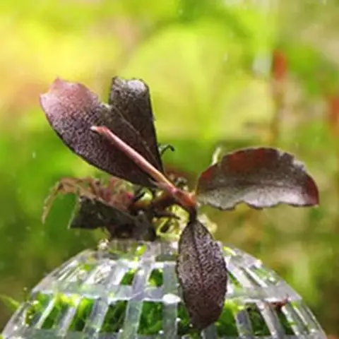 Aquatic Pet Supplies Decorations Aquarium Moss Ball Live Plants Filter Pet Decor