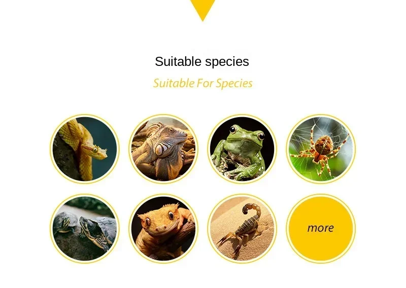 Pet Reptile Water Bowls Terrarium Plate Reptile Feeder Amphibian Feeding Bowl for Frog Chameleon Tortoise Bearded Dragon Turtle - Image 10