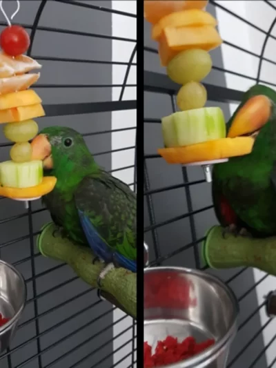 Pet Parrots Birds Food Holder Stainless Steel Fruit Spear Stick Fruit Vegetable Skewer Feeder Foraging Toys Metal Bird Feeder